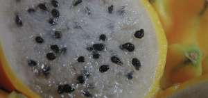 Ecuador exporta pitahaya a EE.UU. despu&eacute;s de 10 a&ntilde;os de negociaci&oacute;n