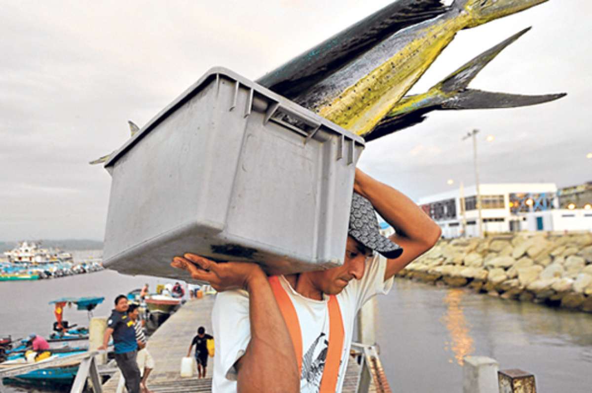 Estudiantes de carreras afines a la actividad pesquera realizar&aacute;n investigaciones en diversas &aacute;reas de Jaramij&oacute;, entre estas el puerto pesquero. Foto: RODOLFO P&Aacute;RAGA / EL TEL&Eacute;GRAFO