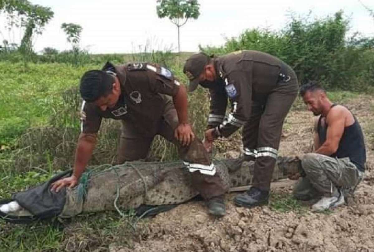 Policía rescató a un cocodrilo atrapado en un río