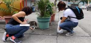 Activistas de GPA Claudia Poppe realizaron un censo para confirmar la desaparici&oacute;n de los felinos. 