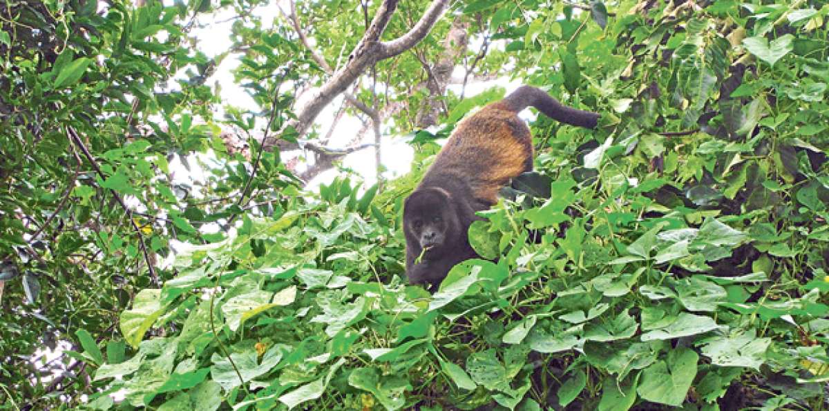 Los animales se movilizan en grupos de 10 o 15 individuos. Los turistas los observan desde la carretera. Foto: William Orellana / El Tel&eacute;grafo