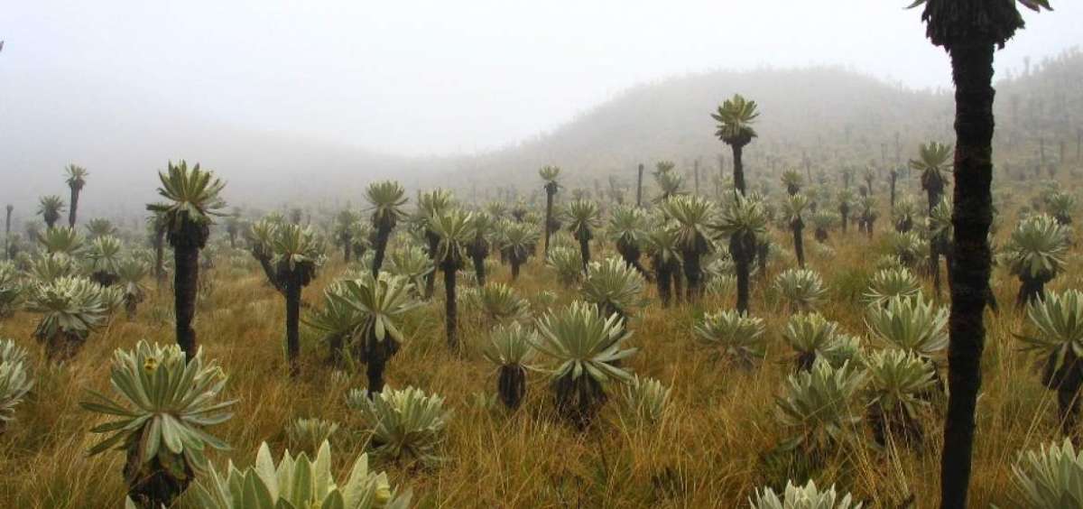 El &Aacute;ngel es la &uacute;nica &aacute;rea de p&aacute;ramo en Ecuador que presenta la especie frailej&oacute;n, un g&eacute;nero de flora que tambi&eacute;n vive en Venezuela y Colombia.