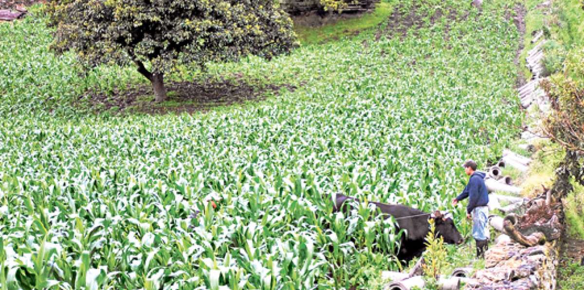 El caser&iacute;o Valle Hermoso, del cant&oacute;n Pelileo, est&aacute; dedicado en su totalidad a la siembra y cultivo de ma&iacute;z. Foto: Roberto Ch&aacute;vez / El Tel&eacute;grafo