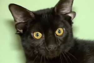 Dobby, un gato de siete meses con cuatro orejas, se recupera bajo cuidado m&eacute;dico antes de ser puesto en adopci&oacute;n.