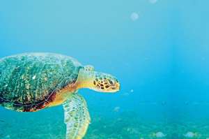 En Gal&aacute;pagos siguen la pista a la tortuga marina (Galer&iacute;a)
