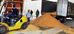 Sin mayores inconvenientes, los arroceros concretan la venta de su producto en las plantas de silos que la Unidad de Almacenamiento tiene en la Costa.