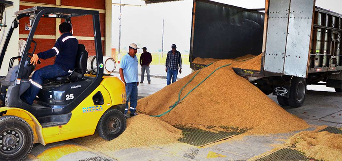 Sin mayores inconvenientes, los arroceros concretan la venta de su producto en las plantas de silos que la Unidad de Almacenamiento tiene en la Costa.