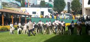 Un juez internacional calific&oacute; a los mejores ejemplares de ganado mejorado gen&eacute;ticamente en la feria Macaj&iacute;, de Riobamba.