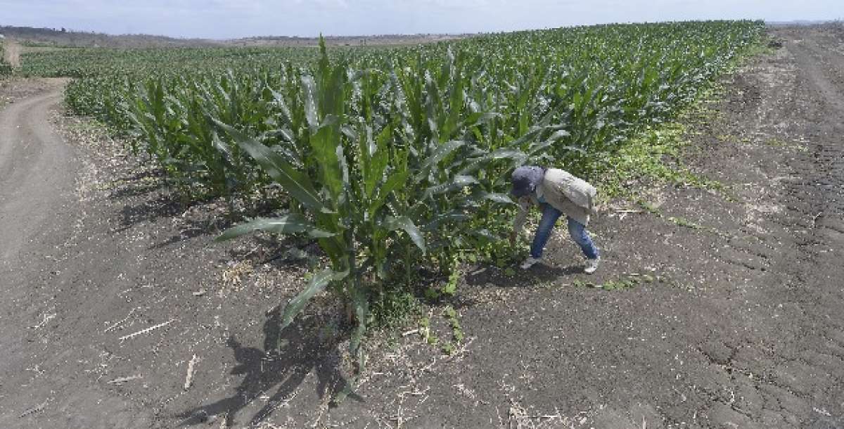 Para llegar a Calicanto se recorre un camino vecinal en malas condiciones. Est&aacute; en el coraz&oacute;n de la pen&iacute;nsula y toma 15 minutos arribar al caser&iacute;o. Foto:  Karly Torres / El Tel&eacute;grafo