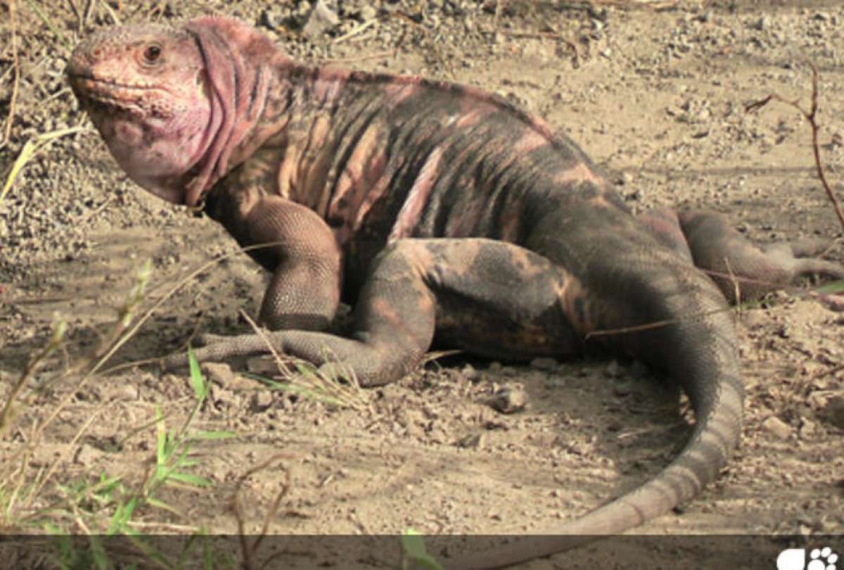 Las iguanas rosadas está en la Lista Roja de Especies Amenazadas de la UICN.