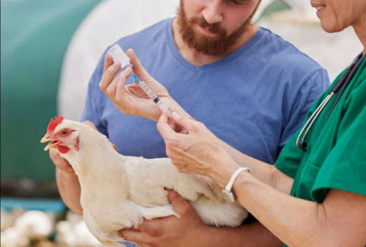En los próximos dos meses se desarrollará la vacunación aviar