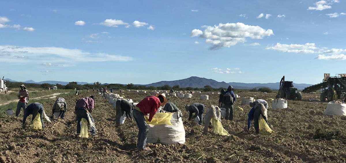 La FAO recuerda que la biodiversidad para la alimentaci&oacute;n y la agricultura se est&aacute; reduciendo cada d&iacute;a, perdi&eacute;ndose especies adaptadas y silvestres.
