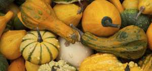 La variedad de alimentos que consum&iacute;an los pueblos abor&iacute;genes proven&iacute;a del uso inteligente de la altura, la calidad del suelo y las t&eacute;cnicas agr&iacute;colas.