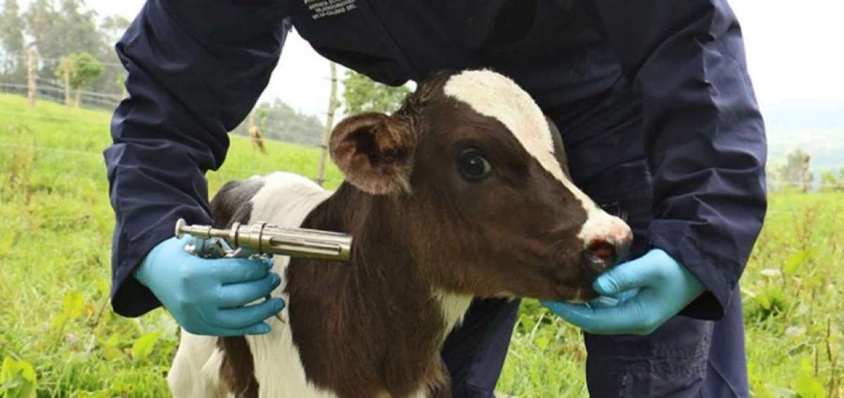 Agrocalidad inici&oacute; la  fase II de vacunaci&oacute;n contra la fiebre aftosa