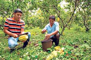 El Proyecto de Reactivaci&oacute;n del Caf&eacute; y Cacao Nacional Fino de Aroma, que impulsa el Magap, tiene entre sus metas reactivar 1.500 hect&aacute;reas hasta 2016 en El Oro. Foto: Cortes&iacute;a Magap