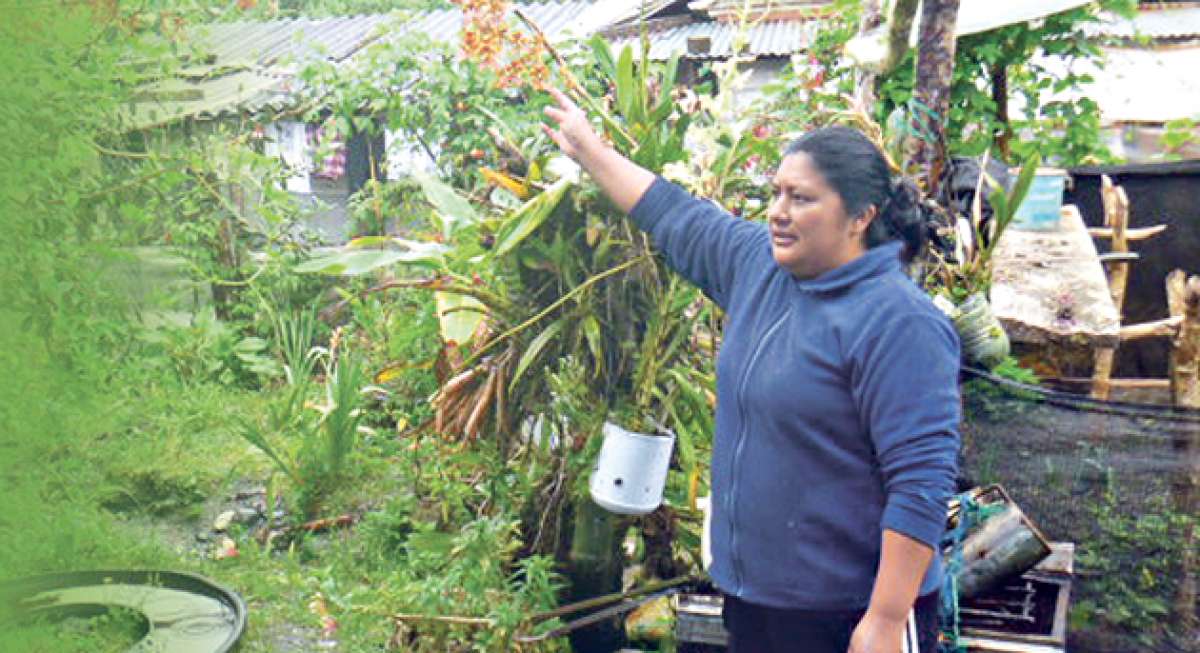 Zoila Pilataxi vive de la ganader&iacute;a en Cosanga, pero tambi&eacute;n se apasiona por el cultivo de orqu&iacute;deas del cual saca provecho a los turistas. Rafael Veintimilla / El Tel&eacute;grafo