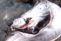 Un nuevo pez remo apareció frente a la costa de Esmeraldas. 