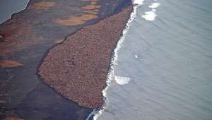 35.000 morsas est&aacute;n varadas en una remota playa de Alaska.