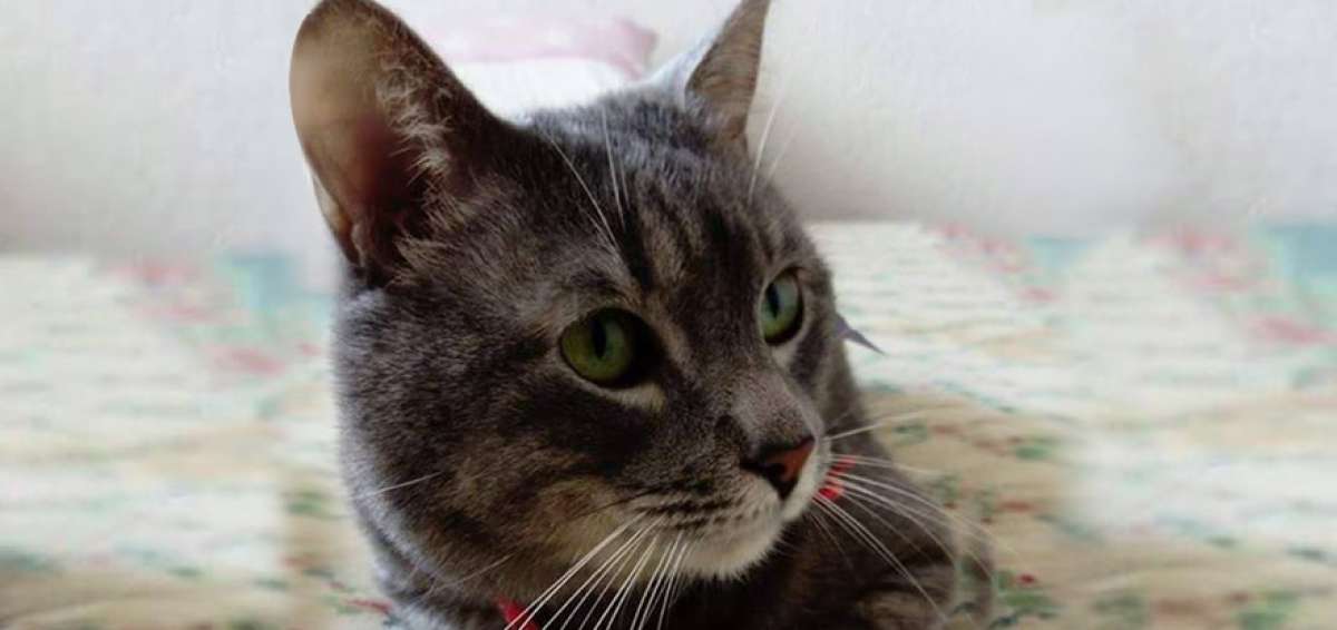 Ciudadana ecuatoriana reclama a una aerol&iacute;nea su gato perdido