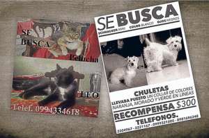 Fundaci&oacute;n recibe una denuncia diaria por mascotas extraviadas