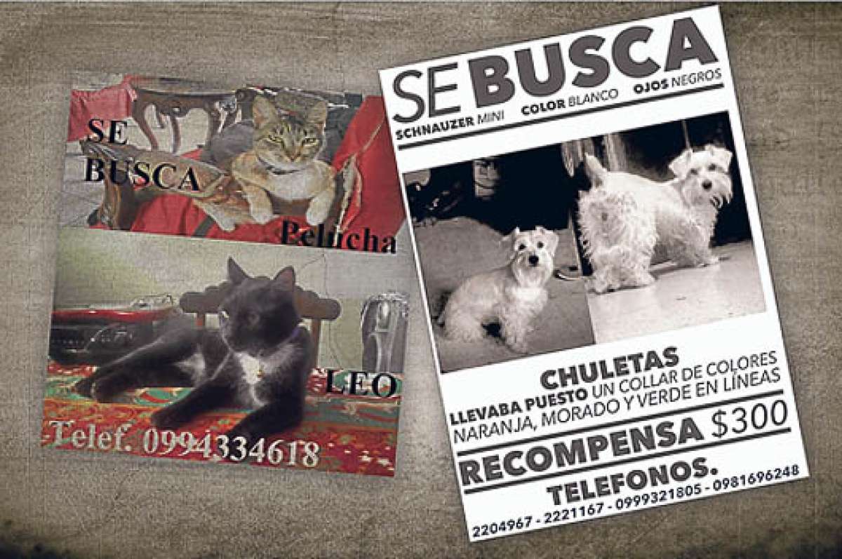 Fundaci&oacute;n recibe una denuncia diaria por mascotas extraviadas