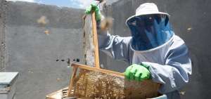 Las abejas generan plazas de trabajo a los machache&ntilde;os