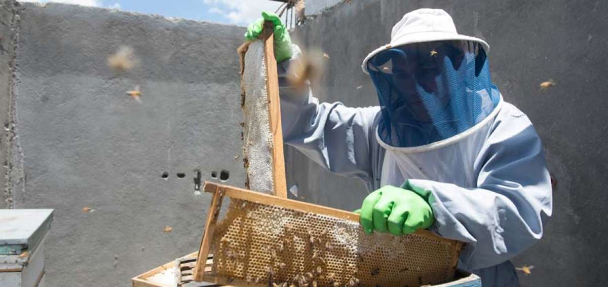Las abejas generan plazas de trabajo a los machache&ntilde;os