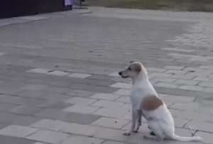 Un perrito se volvió viral tras ser captado en un malecón de Barranquilla disfrutando de la música de la colombiana Shakira. 