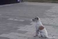 Un perrito se volvió viral tras ser captado en un malecón de Barranquilla disfrutando de la música de la colombiana Shakira. 