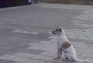 Un perrito se volvió viral tras ser captado en un malecón de Barranquilla disfrutando de la música de la colombiana Shakira. 