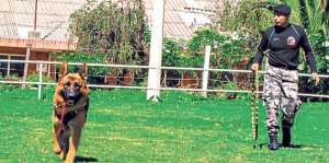 La Escuadra canina del Grupo de Operaciones Especiales dirige a los canes para que cumplan varias tareas. Foto: Cortes&iacute;a Ministerio del Interior
