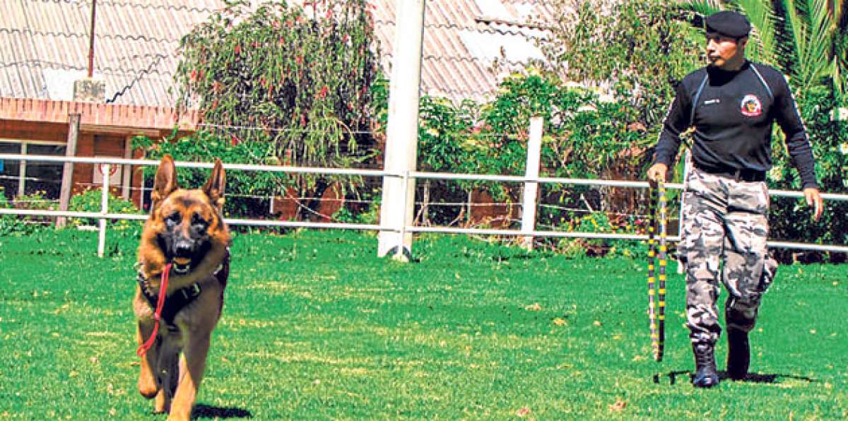 La Escuadra canina del Grupo de Operaciones Especiales dirige a los canes para que cumplan varias tareas. Foto: Cortes&iacute;a Ministerio del Interior