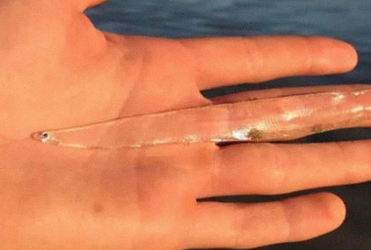 Una mujer encuentra un pez transparente en las cosas de Australia