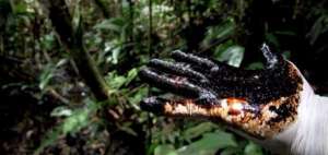Sentencia estadounidense no es vinculante en litigio entre Ecuador y Chevron