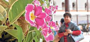 En 2013, Ecuador fue declarado Pa&iacute;s de las Orqu&iacute;deas, aqu&iacute;, una de cada 5 plantas es una orqu&iacute;dea. Foto: Fernando Machado / El Tel&eacute;grafo