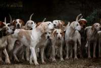 En Corea del Sur no saben qué hacer con los perros tras la prohibición del consumo de su carne