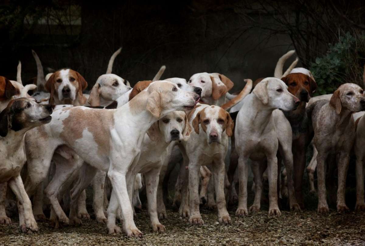 En Corea del Sur no saben qué hacer con los perros tras la prohibición del consumo de su carne