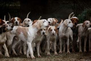 En Corea del Sur no saben qué hacer con los perros tras la prohibición del consumo de su carne
