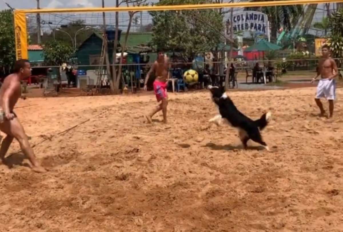 Un perro conquistó las redes sociales por su calidad al momento de jugar voleibol playero.