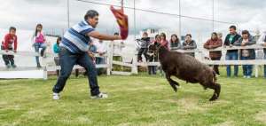 Sim&oacute;n embiste a uno de los arriesgados &lsquo;toreros&rsquo; improvisados que disfrutaron un carnaval diferente.