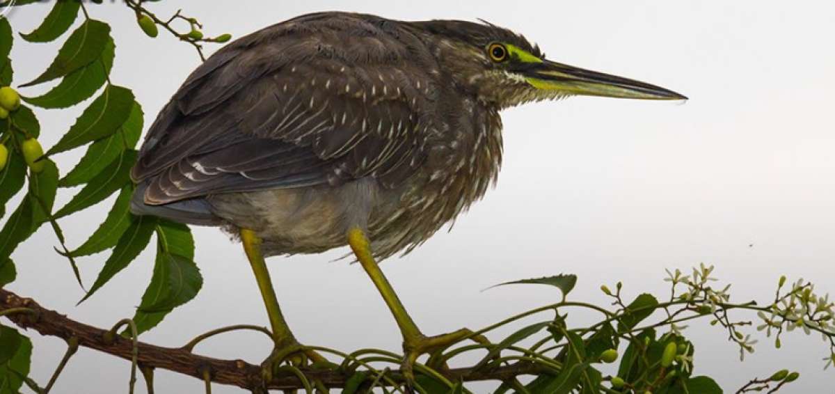 Esta actividad cont&oacute; con la presencia de un especialista. Las personas que integraron cada grupo apoyaron en el registro de las especies. 