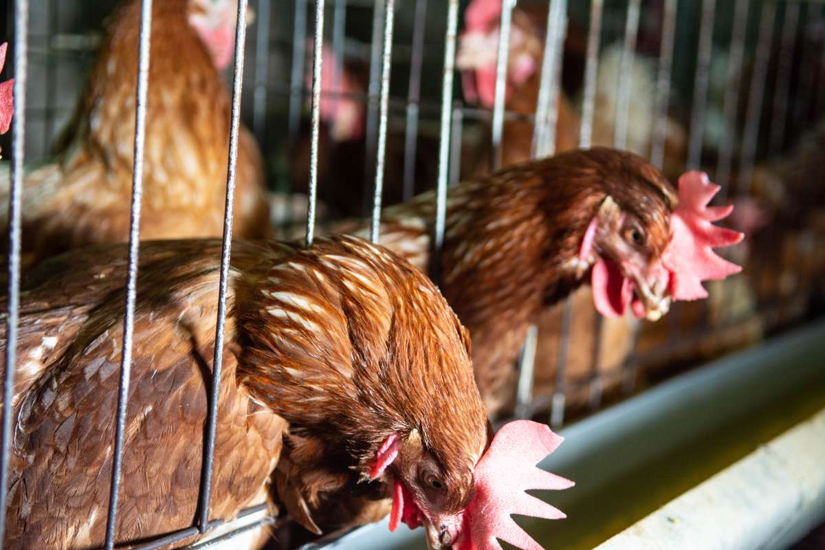 Las gallinas ponedoras se cr&iacute;an en jaulas con un espacio similar al tama&ntilde;o de una hoja A4,.
