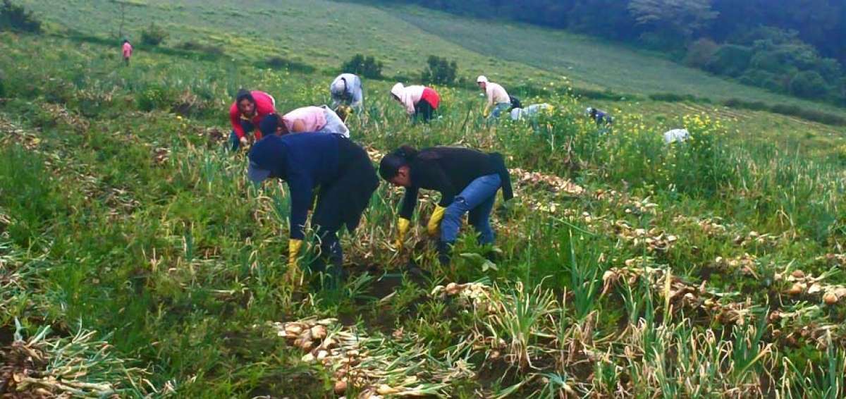 La norma fomenta la investigaci&oacute;n agr&iacute;cola con universidades, peque&ntilde;os productores, campesinos, para construir un andamiaje adecuado.