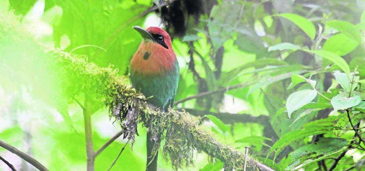 El aviturismo crece en el norte del pa&iacute;s