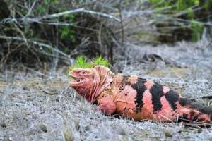 El viaje se realiz&oacute; entre el 19 y el 28 de noviembre en la Isla Isabela. Foto: Flickr Parque Nacional Gal&aacute;pagos