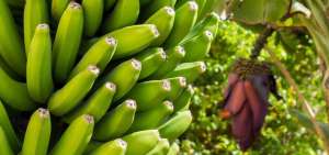 Taller permitir&aacute; combatir plaga en banano en Ecuador, Colombia y Costa Rica