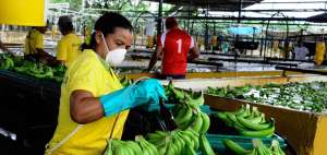 Entre los puntos acordados destacan el fortalecimiento de las asociaciones bananeras y controles en las exportaciones de banano org&aacute;nico.