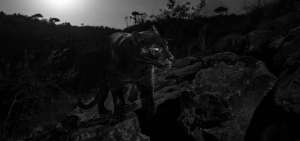 El color negro del pelaje de este animal se debe a una variaci&oacute;n gen&eacute;tica, la opuesta al albinismo.