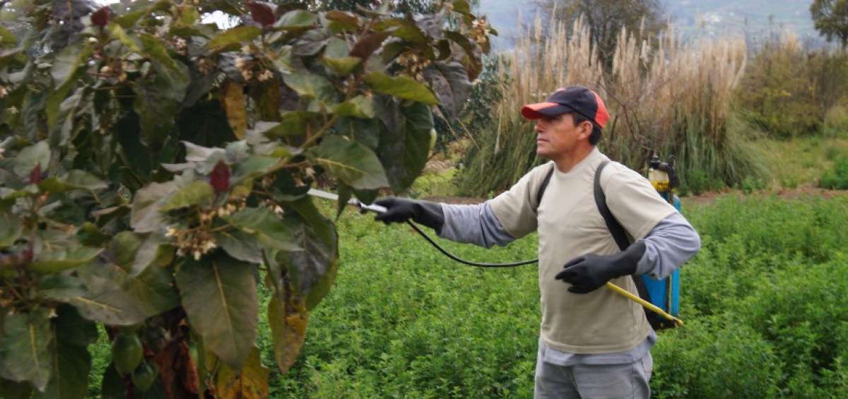 En Tungurahua, de manera permanente, los productores reciben capacitaci&oacute;n y asesor&iacute;a t&eacute;cnica para la elaboraci&oacute;n y aplicaci&oacute;n de insumos biol&oacute;gicos.