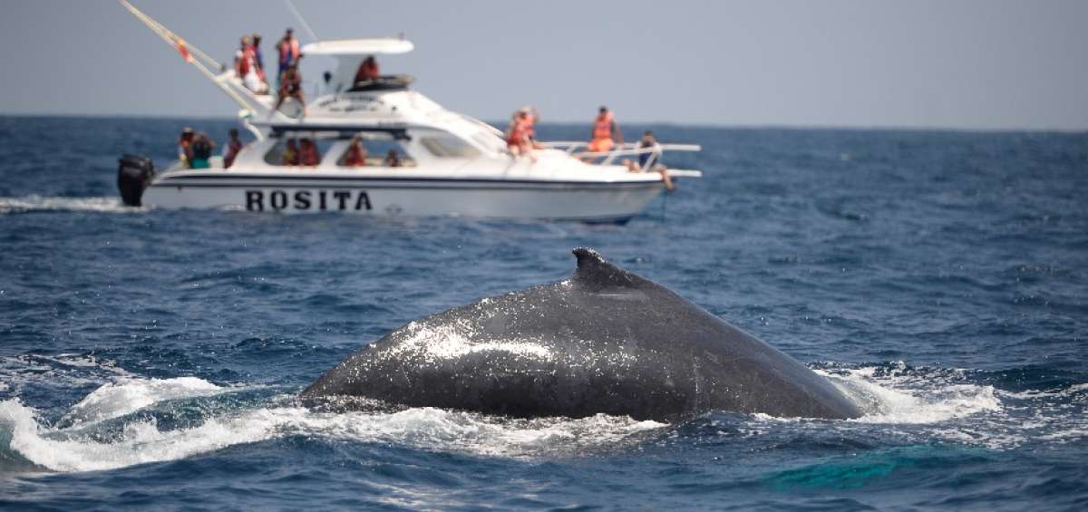Las embarcaciones tienen restricciones al momento de acercarse a las ballenas.